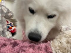 -共舞时光猫咖·狗咖(新街口店)