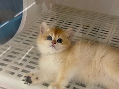 -lincat·猫舍(广州店)