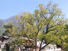 -塔川景区