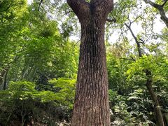 -上海佘山国家森林公园天马山园