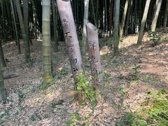 -树山生态村