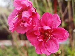 -桃花涧