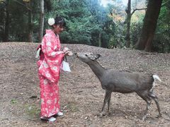 -枫雅和服体验(奈良店)
