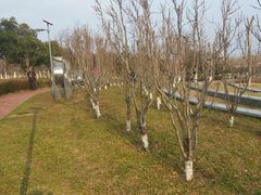 -洨河生态公园
