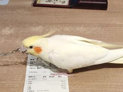 -鲜芋仙(中环百联2店)