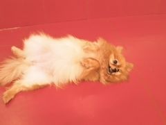 -和它·交个朋友·狗咖猫咖(爱琴海店)