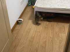 -关爱宠物医院·猫科中心·消化科(滨湖万达分院)