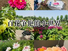 -曹州牡丹园