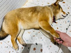 -柴务处·柴犬主题狗咖