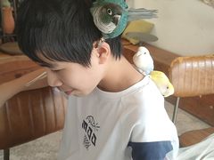 -吉丁鸟咖·异宠·寄养