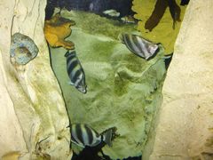-悉尼海洋生物水族馆
