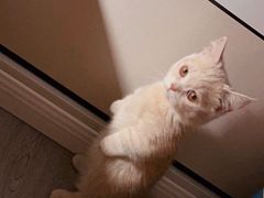 -Bastet sally猫舍购宠(静安店)