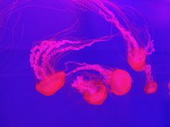 -多彩贵州城极地海洋世界