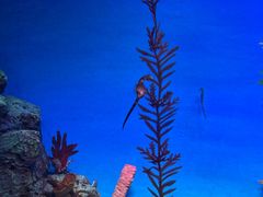 -上海海洋水族馆