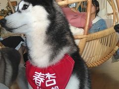 -Husky Go! 哈士奇体验馆·宠物咖啡厅狗咖