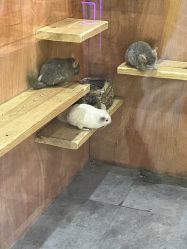 -神奇动物撸宠馆·羊驼·小浣熊·异宠(豫园店)