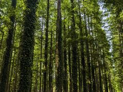 -黄海国家森林公园