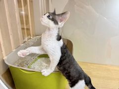 -青奢宠物·青奢猫舍