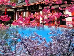 -武汉大学-樱园