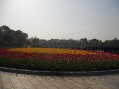 -上海鲜花港