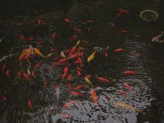 图书馆里的锦鲤-河海大学(江宁校区)