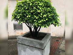 -深运潮州粥(东门店)