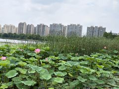 -南翔镇银翔湖公园