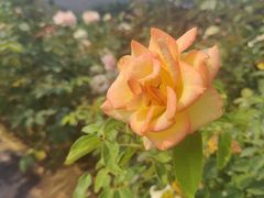 -亚龙湾国际玫瑰谷