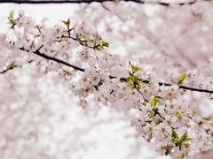 -武汉大学-樱园