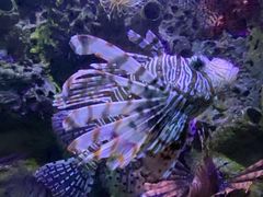 -太平洋海底世界