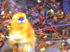 -西安秦岭野生动物园