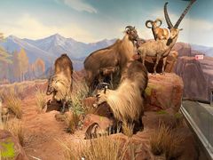 -陕西自然博物馆