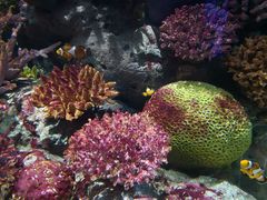 -暹罗海洋世界