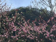 -桃花岭景区