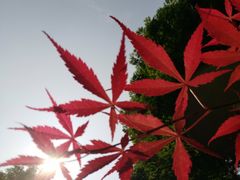 -重庆彩云湖湿地公园