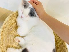 -Heymao猫咖.咖啡厅(东门店)