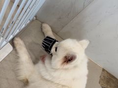 -共舞时光猫咖·狗咖(新街口店)