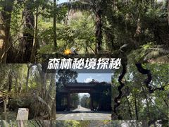 -霸王岭国家森林公园