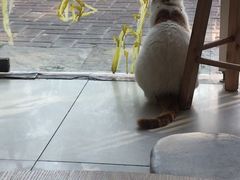 -平行世界·猫咖(首经贸店)