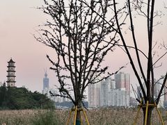 -江心屿景区