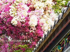 -深圳国际园林花卉博览园