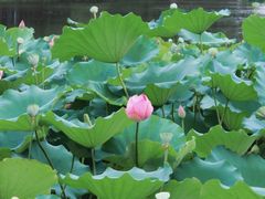 -荔湾湖公园