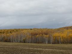 -莫尔道嘎国家森林公园