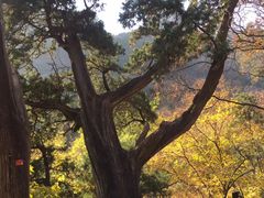 -北京上方山国家森林公园