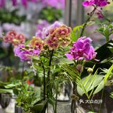 花花好美喔[胜利]