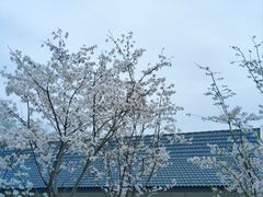-新虹桥中心花园