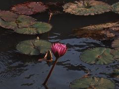 -云溪植物园