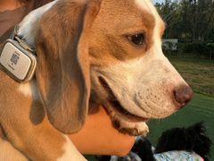 -爪吧宠物乐园 (温榆河示范区店)