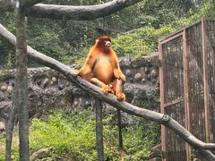 -贵州森林野生动物园