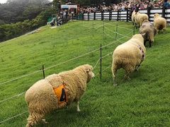 -神户市立六甲山牧场